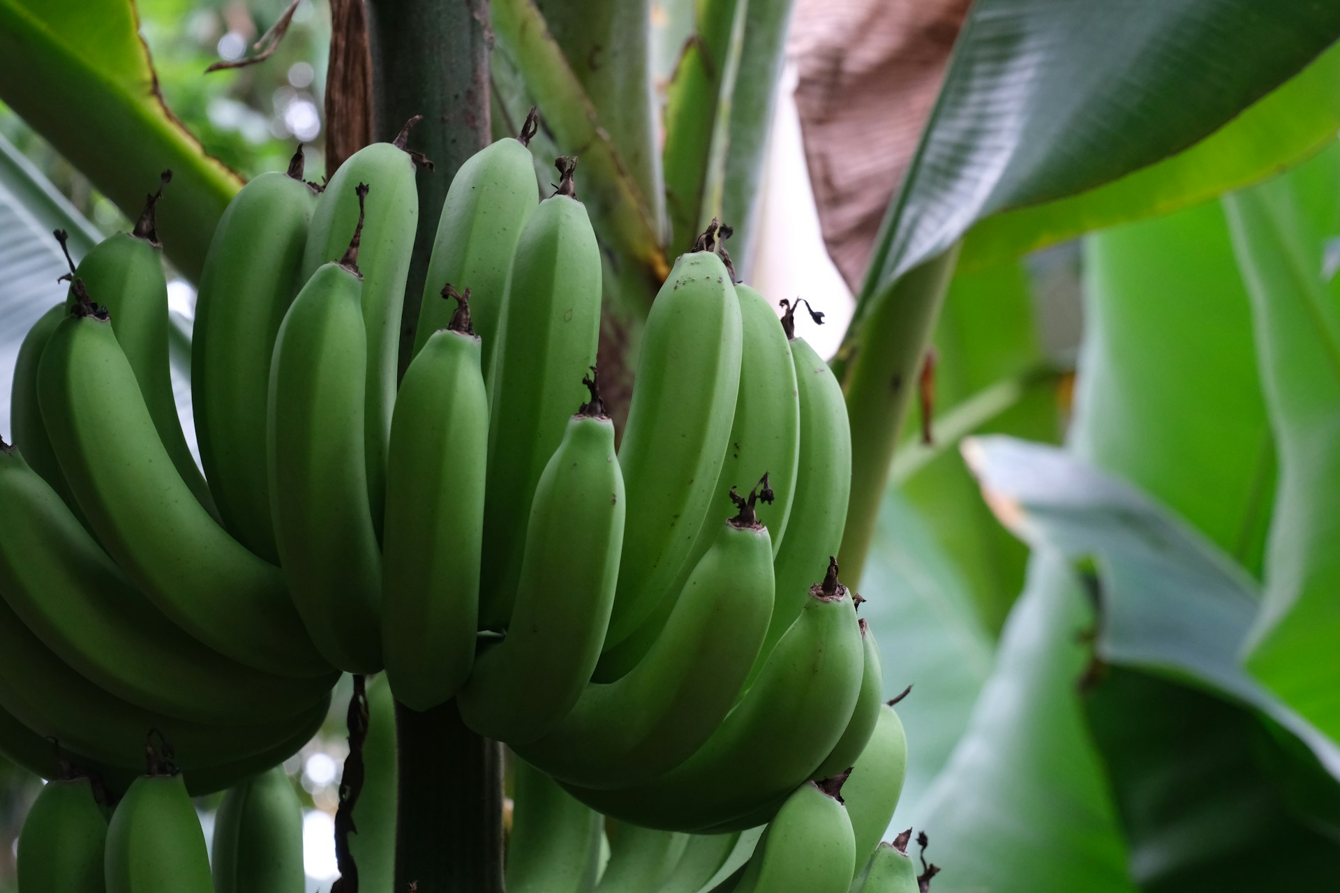 A bunch of green bananas hanging from a tree